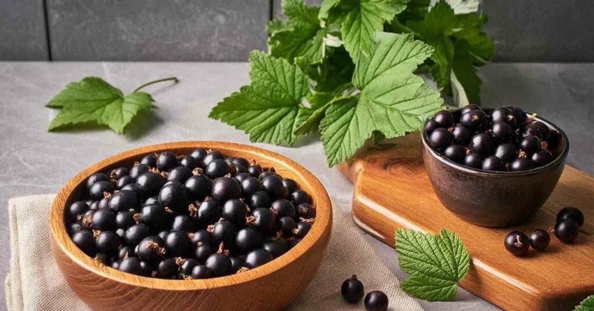 Naudingos juodųjų serbentų savybės